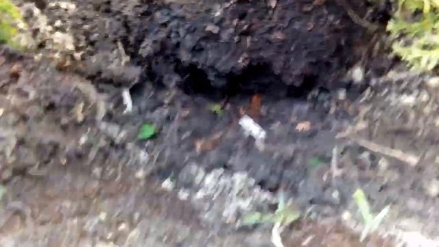 Посадка туи шаровидной смотреть онлайн