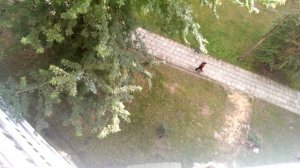 Выбросил монитор в окно. Полет монитора.  Monitor crash