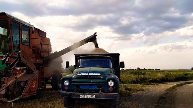 уборка пшеницы#сорт#таня#юка#сырая#уложились до дождя смотреть онлайн