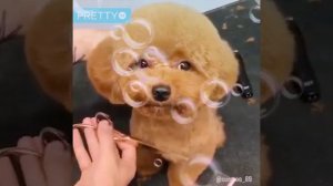 Очень милые собачки!