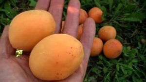 Великий врожай абрикосу сорту Фелпс  2019 року.