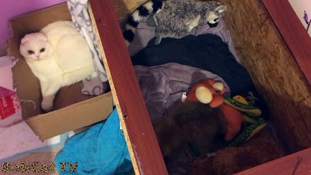 Котенок рыси урчит смотреть онлайн