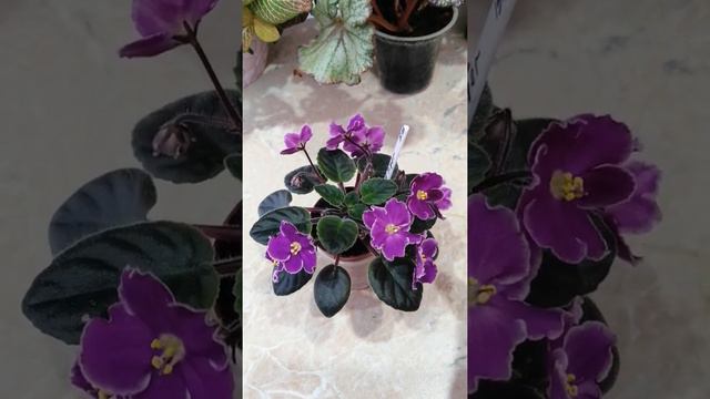 Red Taiger. Мини фиалка. ОБЗОР. смотреть онлайн