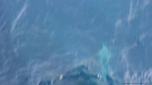 Игры дельфинов в Красном море