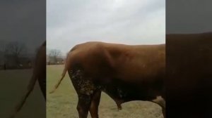 Забой быка [1] продажа быков и коров из России.