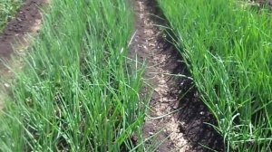 Эффективные способы борьбы с луковой мухой.