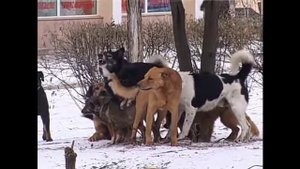 Собачья свадьба в день св Валентина