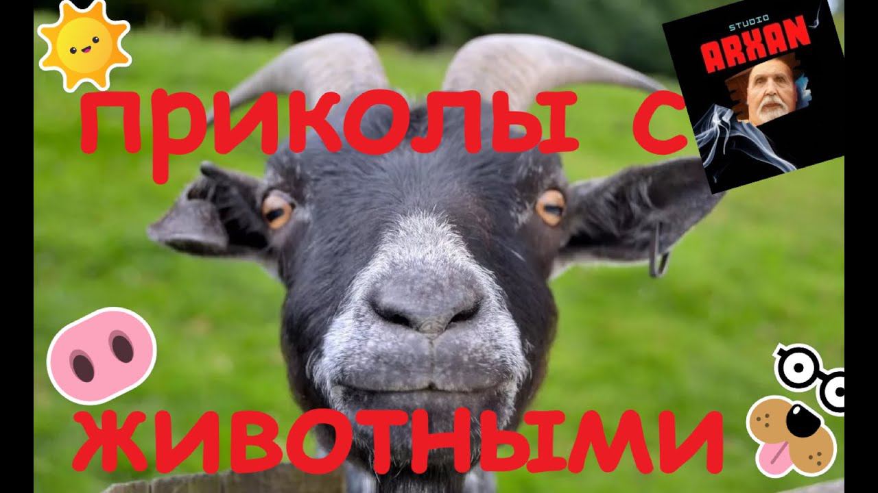 Приколы с животными 2020 до слез смотреть онлайн