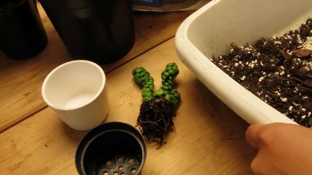 ?Распаковка посылки: 5 редких тропических растений для дома смотреть онлайн