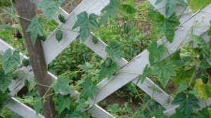 Мелотрия шершавая - экзотический африканский огурец на грядке под Киевом