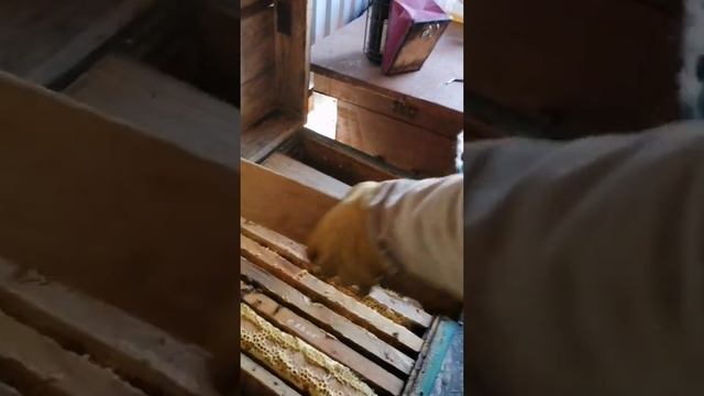 утепление Пчёл. Подготовка ульев с пчёлами к зимовке. ноябрь2021