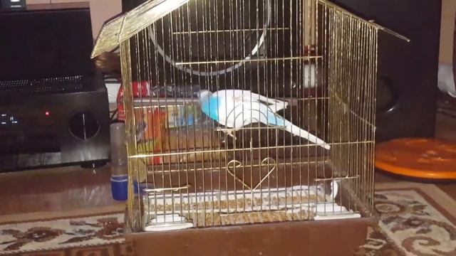 Ночевка с ПОДРУГОЙ! смотреть онлайн