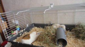 Первое знакомство самцов морской свинки (часть 1)