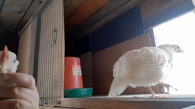 Таблетка от гельминтов, продолжаем лечение. смотреть онлайн