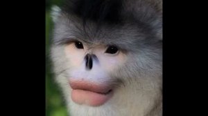 Тонкинский ринопитек