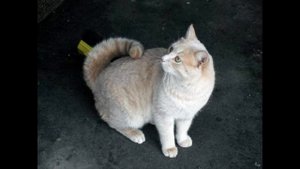 Кольцехвостая кошка – американский рингтейл