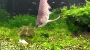 Арована охотится. Аравана ест рыбок