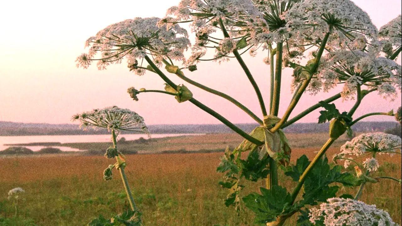 Агрессивный Борщевик. В чем его опасность для человека и животных? смотреть онлайн