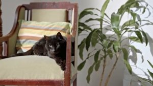 Будет ли моя кошка ладить с новым котёнком ѻ Как научить кошку ладить с котенком ѻ Новый котёнок