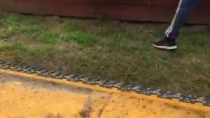 АКРОС 595 плюс и рапсовый стол для жатки