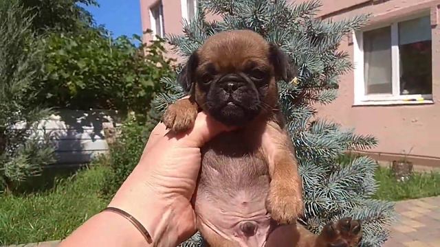 Щенки Гриффона.Пти Брабансон.1 мес.Бронь(3) смотреть онлайн