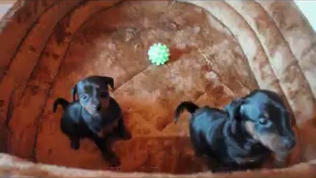 Два веселых гуся смотреть онлайн