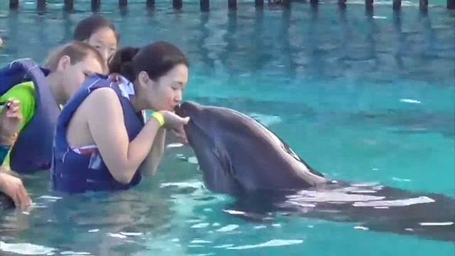 10 САМЫХ ЖУТКИХ ЖИВОТНЫХ В МИРЕ смотреть онлайн