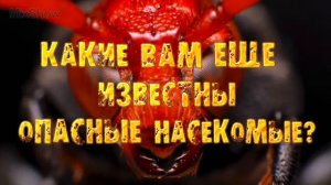 5 САМЫХ ОПАСНЫХ НАСЕКОМЫХ В МИРЕ #3 | Самые Опасные Насекомые Мира. Часть 3