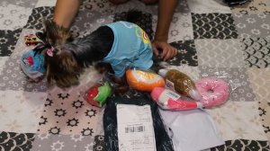 Распаковка покупок с AliExpress (зоотовары для собаки: игрушки и одежда для йоркширского терьера)