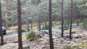 В лес за белыми грибами. 14.09.2020