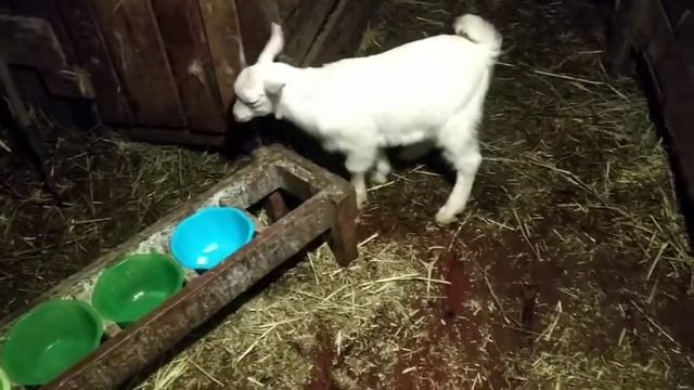 Зерно, дробленка козлятам... смотреть онлайн