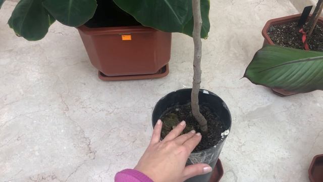 ЛИЧИ | ВЫРАЩИВАНИЕ