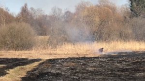 Великолукский район полыхает