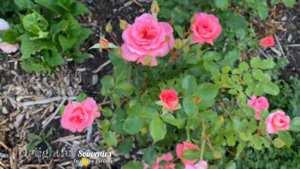 Dreamy “Pink Sensation” Rose | Rosa Shrub; Suitable for Zone 5b