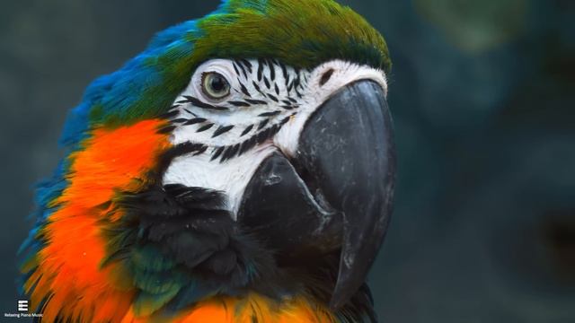 Ультра расслабляющая музыка чтобы успокоить разум, перестать думать 🌿 музыка для сна, души и тела