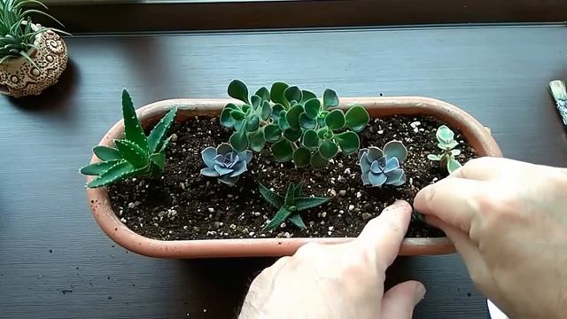 DIY Композиции из суккулентов Мини-садики DIY the Composition of succulents Mini gardens смотреть онлайн