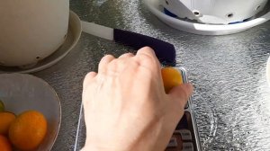 Кумкват Маргарита Биг . Дегустация и сравнение с кумкватом Мейва.