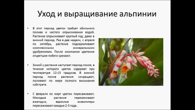 АЛЬПИНИЯ
