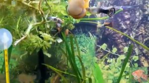 Аквариум на подоконнике. Знакомство. Мини рыборазводня на окошке