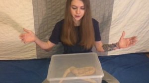 Как содержать змей в домашних условиях