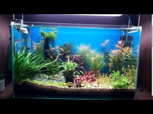 Обзор аквариумов, что нового за лето произошло