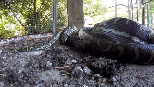 carpet python eats chook part 1