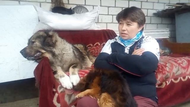 Характер собаки: кавказская овчарка. Кавказская овчарка характеристика породы.