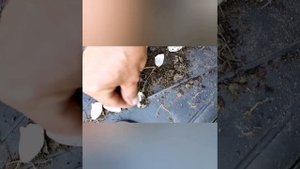 Лилия. Как вырастить очень много, быстро и легко! Из одной луковицы лилии вырастить до 150 лилий! ?