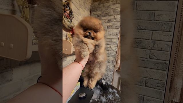 Шпиц щенки питомник Солнечная Коллекция