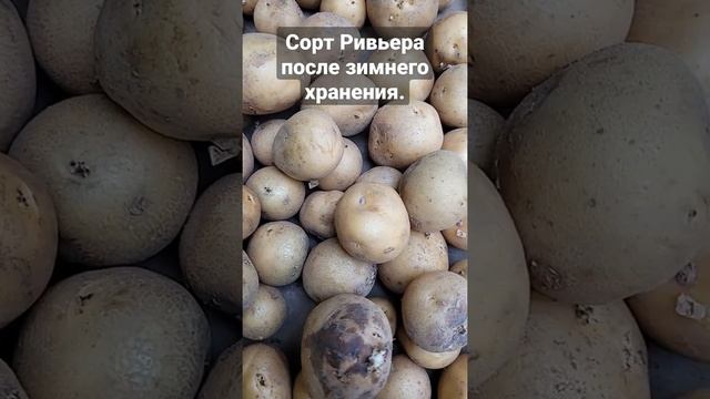 Сорт картофеля Ривьера после зимнего хранения.