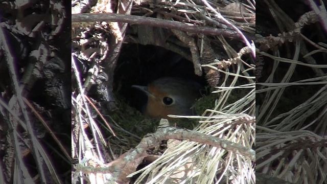 Малиновка на яйцах #shorts смотреть онлайн