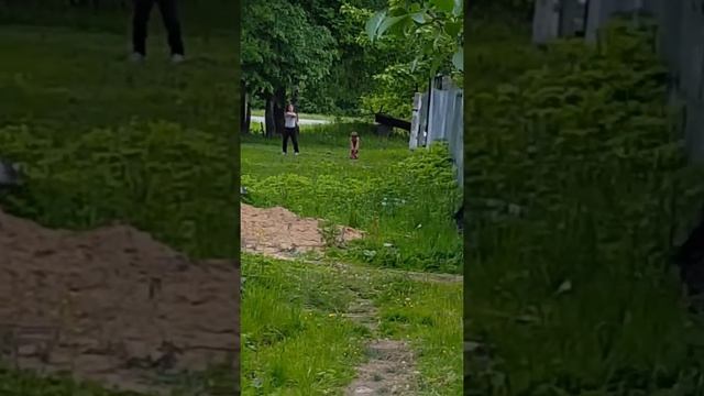 Куда смотрят органы опеки и попечительства (Тульская обл.,п.Арсеньево,ул.Бандикова д.1) смотреть онлайн