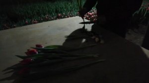 Обзор сорта Кунг фу. 8 февраля. Высота тюльпана