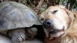 Пёсня "Я на солнышке лежу"